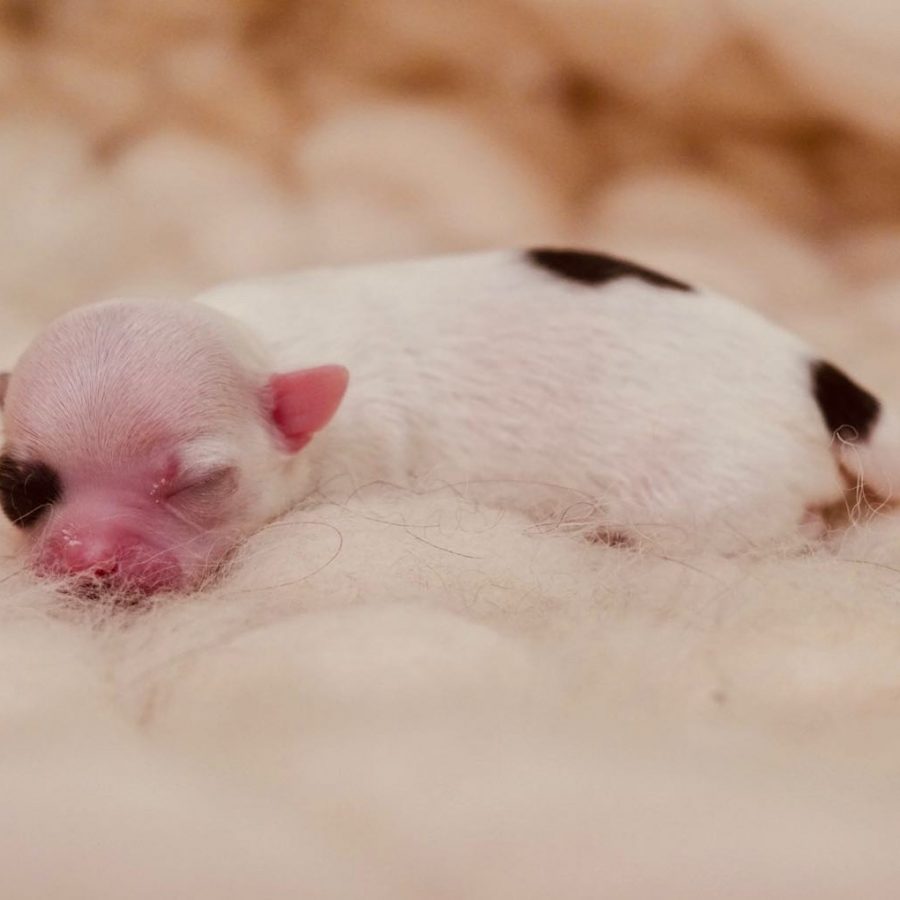 F4435095-C446-4B13-B15F-B72C6EC36E82